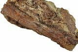 Fossil Dinosaur Bones & Tendons in Sandstone - Wyoming #292625-1